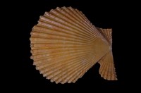 藏品(高貴海扇蛤)的圖片